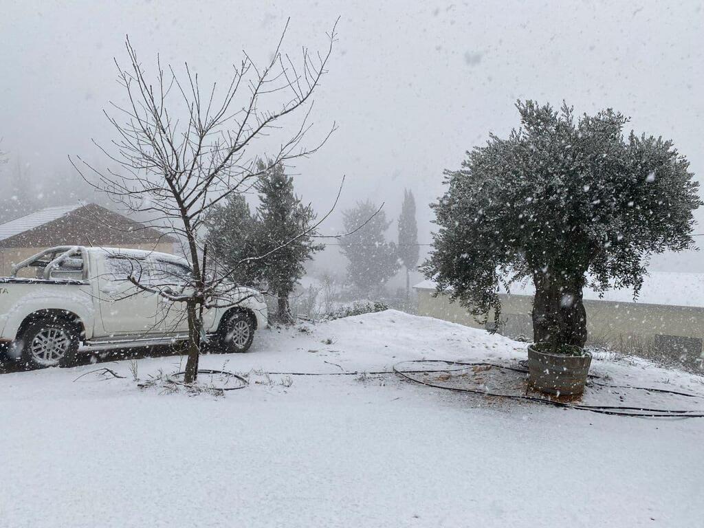 שלג בכרם בן זמרה בגליל (צילום: הלה בוז׳ו) כרם בן זמרה
