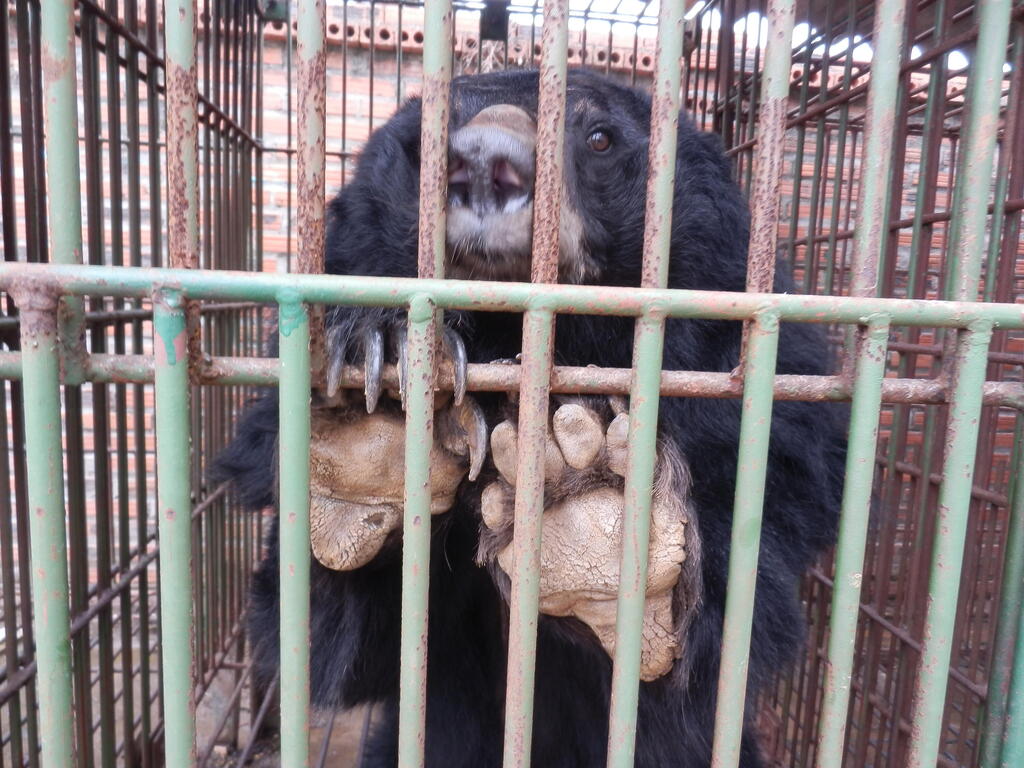 דוב כלוא בחוות דובים בוויטנאם (צילום: Animals Asia Vietnam) דוב כלוא בחוות דובים בוויטנאם