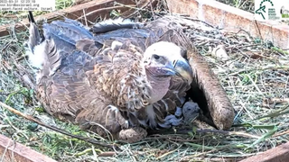 אחד ההורים מגן על הגוזל