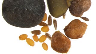 תערובת זרעים