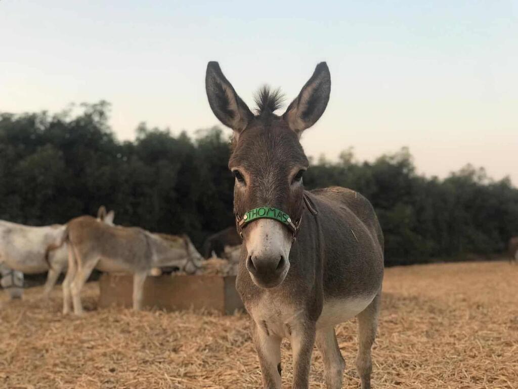 לכל מי שיש לב. אימוץ וירטואלי של חמור (צילום: safehaven4donkeys.co.il) חמור