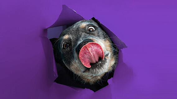 Dialogue with the dog: I took my dog to see a shrink - Vimarsana News