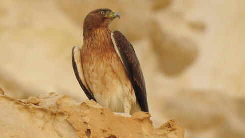 Israel uses birds of prey in search for victims of October 7 Hamas massacre