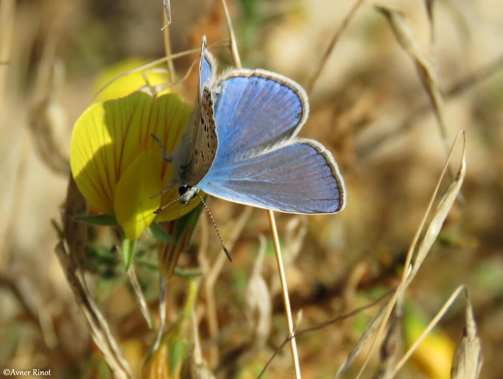 אל תפסחו על זה: החלה ספירת הפרפרים בישראל