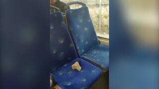 תיעוד מהאוטובוס בהר הבית לאחר יידוי האבנים