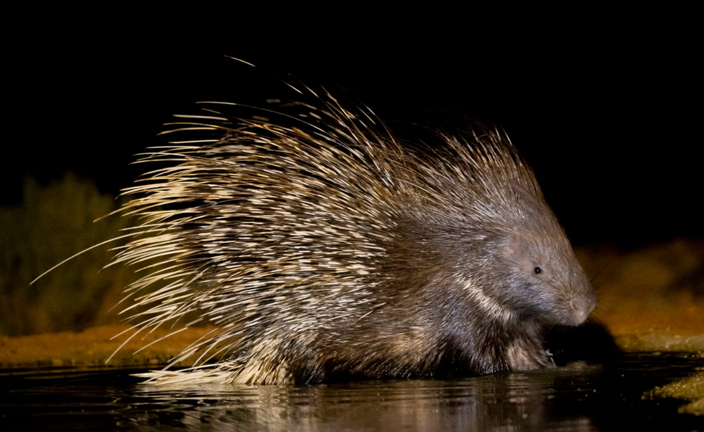 A porcupine at a water source at night 