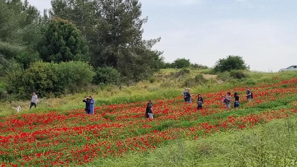 מזג אוויר נוח יחסית, לקראת שרב ביום ראשון (צילום: עובדי ויערני קק״ל) מטיילים בפארקים של קק"ל בחול המועד פסח