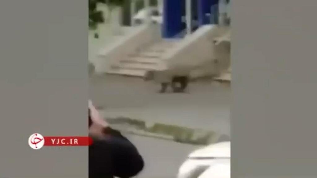 נמלט ברחוב נמר תועד ברחוב באיראן ונורה למוות