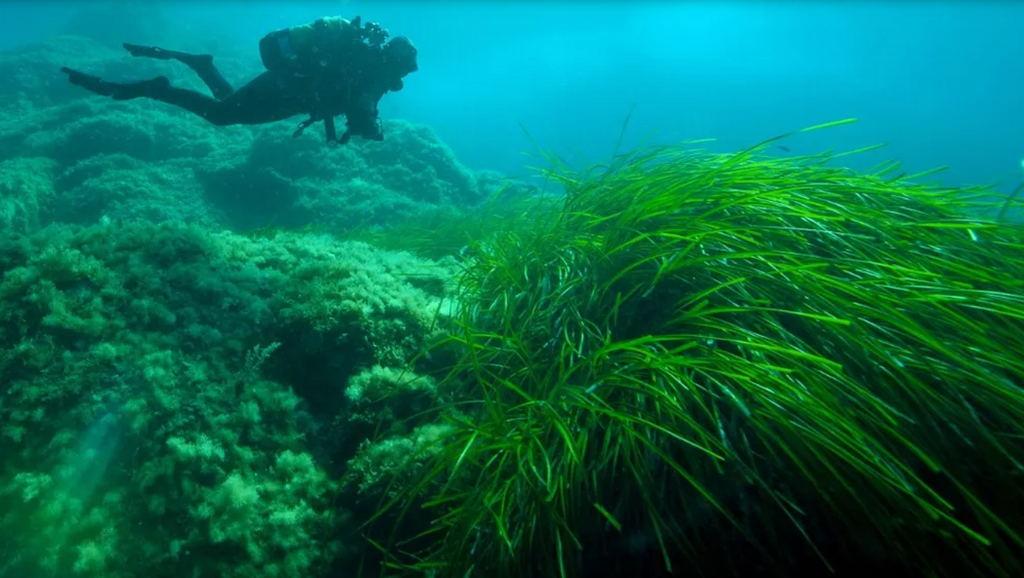 An underwater view of Posidonia oceanica seagrass in the Mediterranean Sea, on June 24, 2015