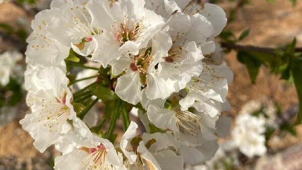 Cherry blossom in the Negev (Photo: Pini Elmakayes) עץ הדובדבן פורח