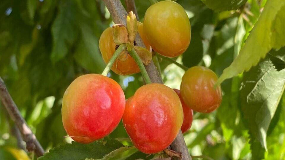 Negev-grown cherries (Photo: Pini Elmakayes) דובדבנים על העצים במדבר