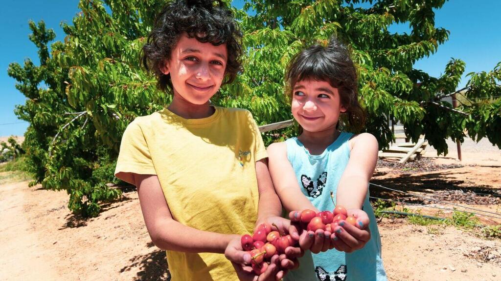 The Negev-grown cherries (Photo: Haim Horenstein) לראשונה: דובדבנים גדלו במדבר