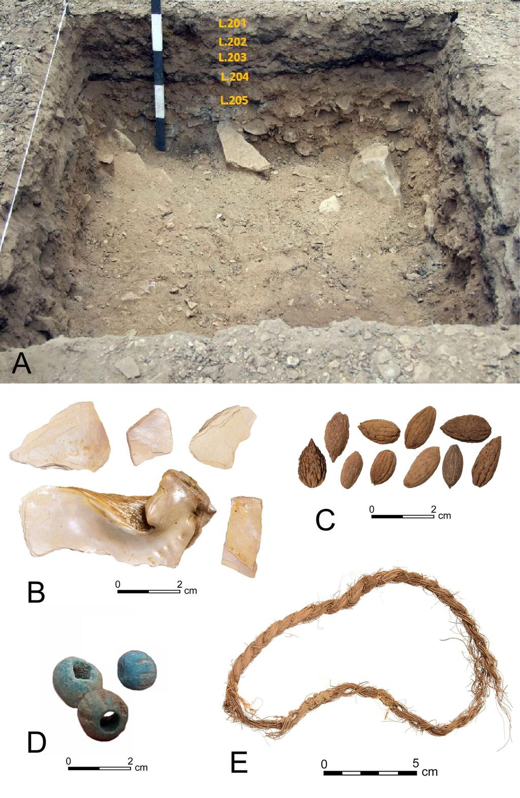 ממצאים מבור הבדיקה בשער רמון: חרצני זיתים,צדפה מן הנילוס 