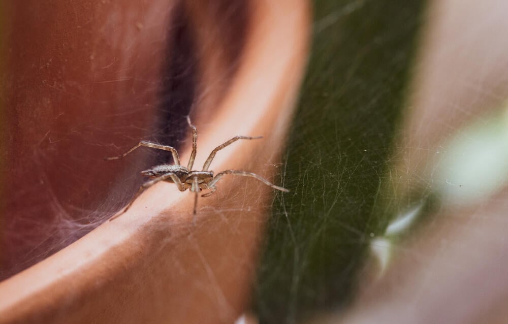 מדביר ביולוגי. עכביש בבית (צילום: Shutterstock) מדביר ביולוגי. עכביש בבית
