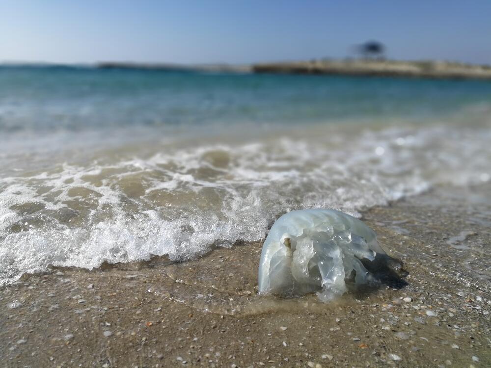 מדוזה בחופי ישראל (צילום: shutterstock) מדוזה בחופי ישראל