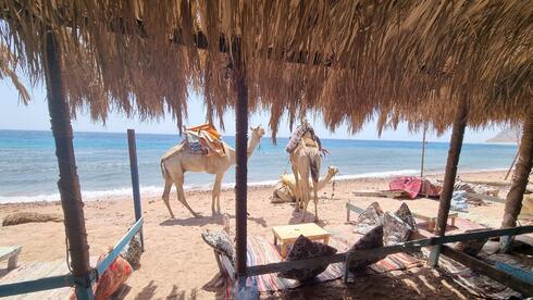 В Египте напали на израильтянина, ходившего с флагом ХАБАДа