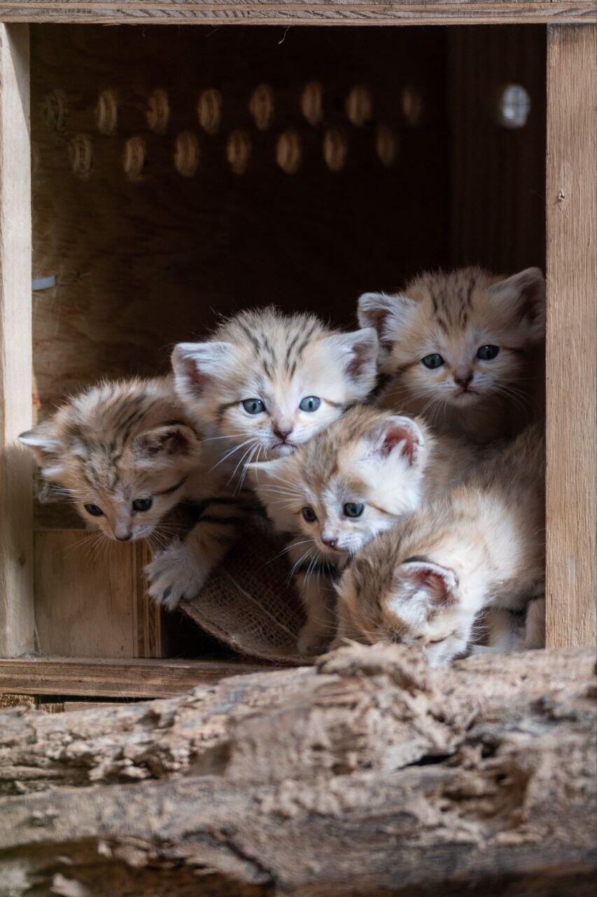 חמשת חתולי החולות החדשים בספארי