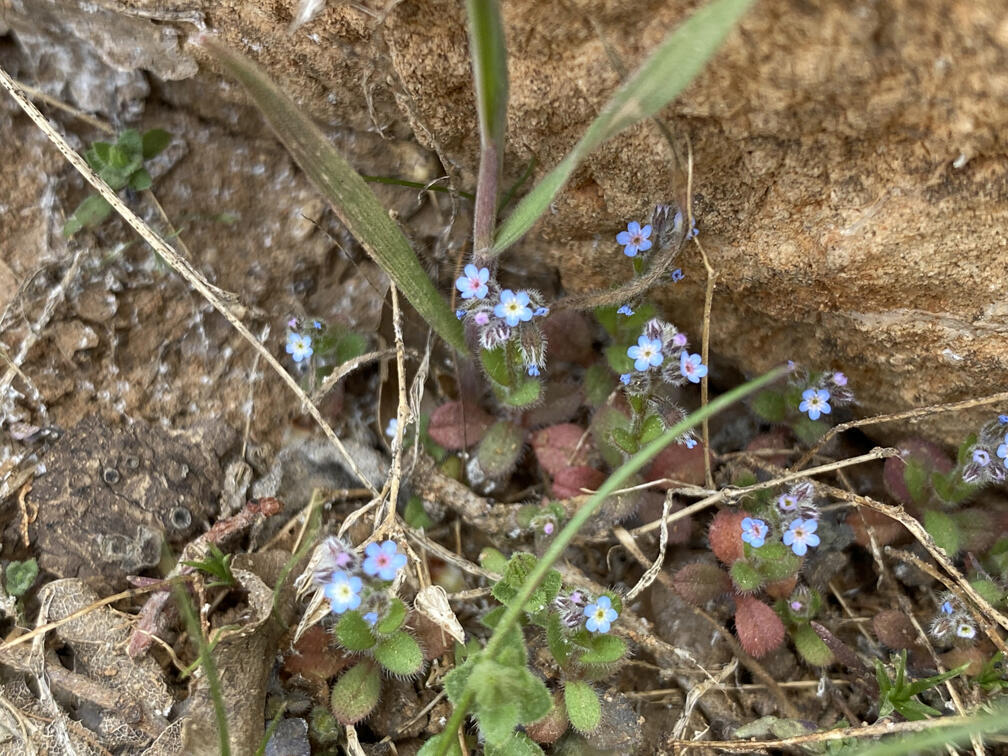 זיכריני מופשל