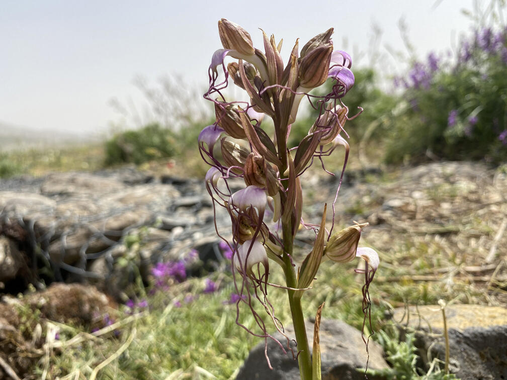 סחלב רצועית קומפר