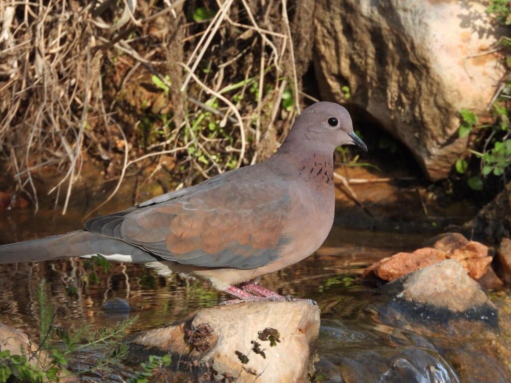 צוצלת (יותם בשן, החברה להגנת הטבע) צוצלת