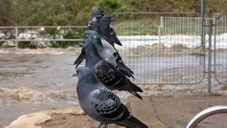 יונים בפארק הירקון