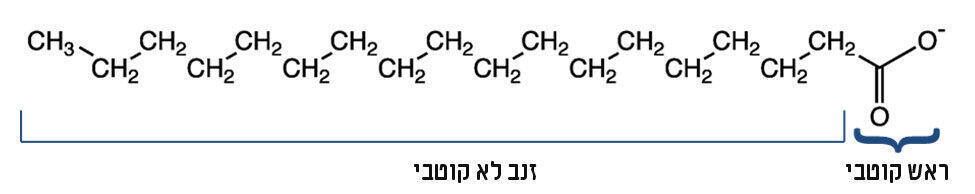 המבנה המולקולרי של החלק הפעיל בסבון (תרשים: אבי סאייג) המבנה המולקולרי של החלק הפעיל בסבון