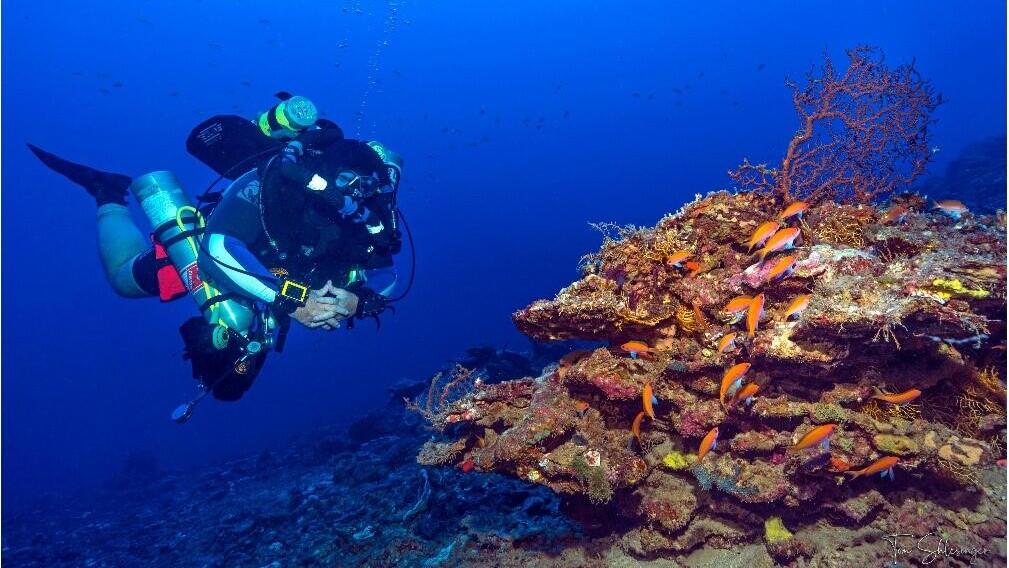 Coral reproduction decreases in deep water, Israeli study shows