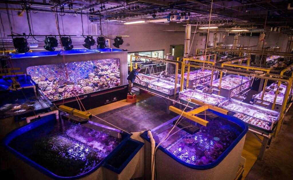מנסים לשקם את השונית (צילום: Great Barrier Reef Foundation) מנסים לשקם את השונית