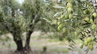 עץ זית