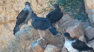 ההורים והגוזלים המאומצים
