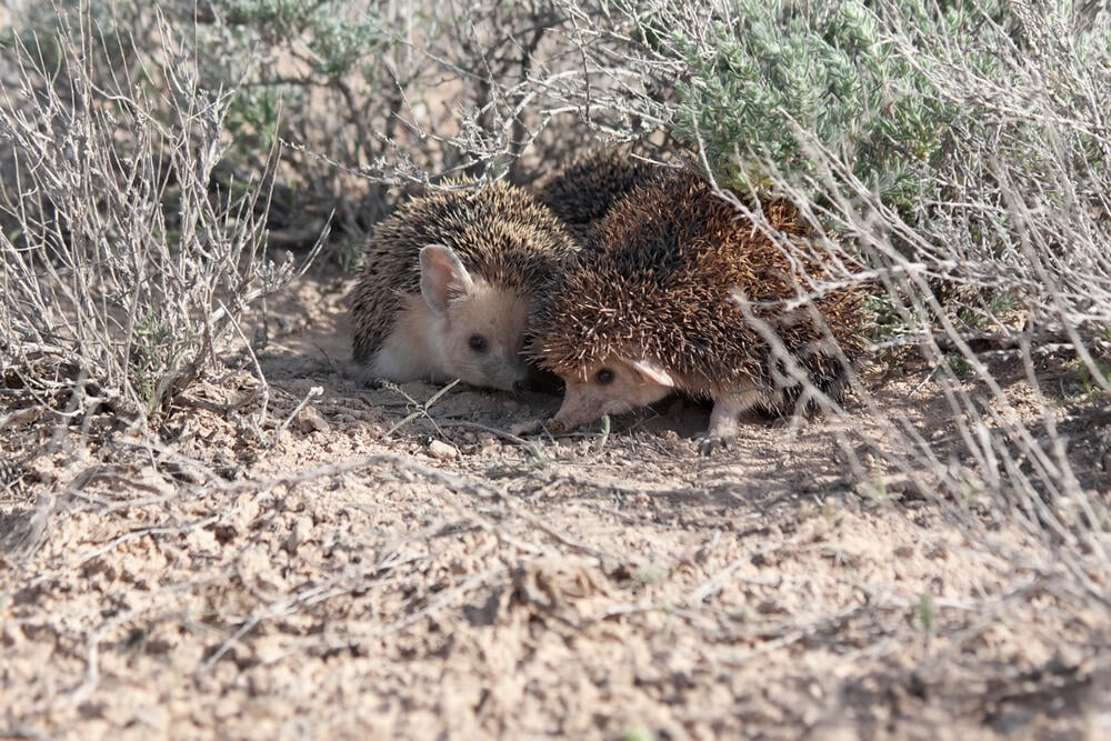 קיפודי חולות (צילום: shutterstock) קיפודי חולות