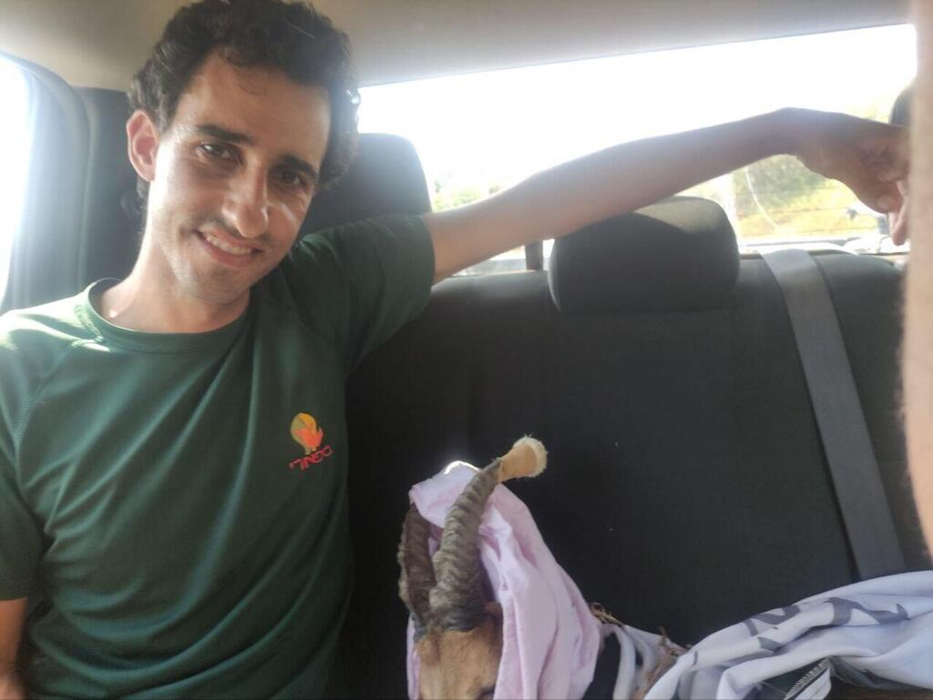היעל נלקח ברכב בחזרה לבית החולים לחיות בר (צילום: אמיר ידוב) היעל נלקח ברכב בחזרה לבית החולים לחיות בר