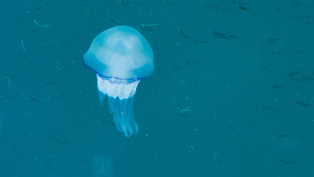 Медузы уже здесь: что делать при ожоге и как узнавать дислокацию