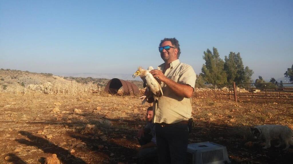 הרחם שהורעל בעת ששוחרור לטבע לפני 4 שנים (צילום: יגאל מילר רשות הטבע והגנים) הרחם שהורעל בעת ששוחרור לטבע לפני 4 שנים