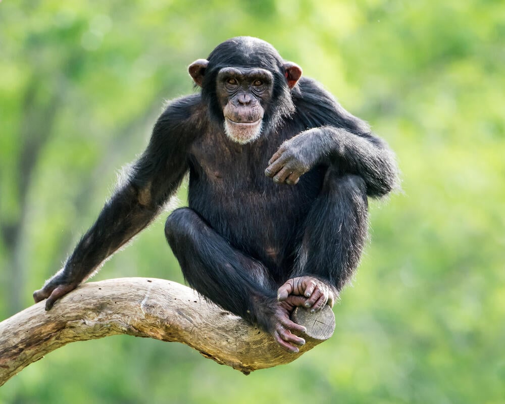 Chimpanzee (Photo: Shutterstock) שימפנזה