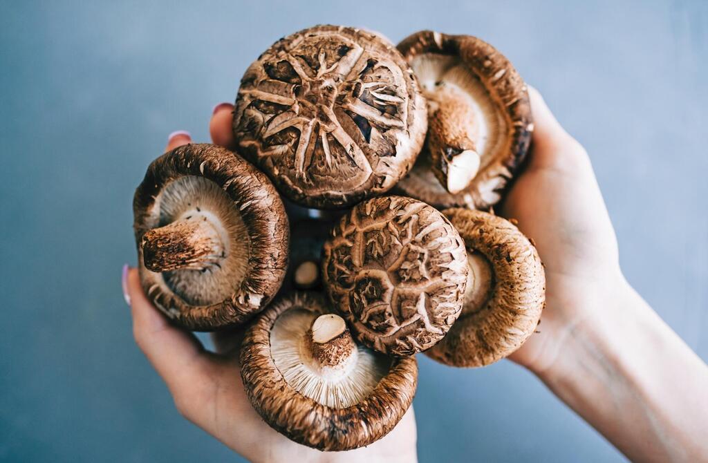 פטריות מרפא (צילום: shutterstock) פטריות מרפא