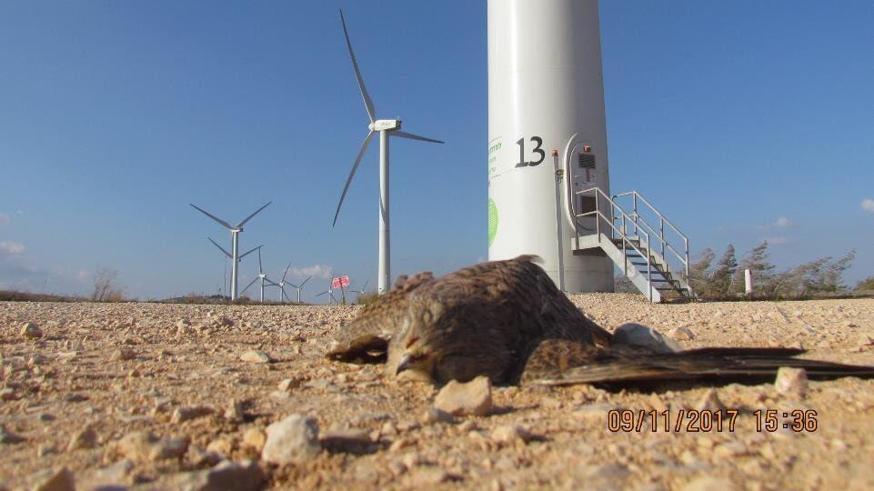 פגר של בז מזוי ליד טורבינות רוח בגלבוע (צילום: רשות הטבע והגנים) פגר של בז מזוי ליד טורבינות רוח בגלבוע