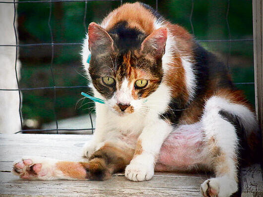 Calico Cat Helps Us Better Understand Human Genetics 4003