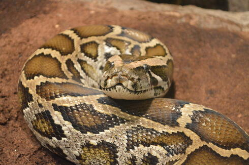 6-foot Brazilian Boa Constrictor Produces 14 Baby Snakes In Rare Virgin ...