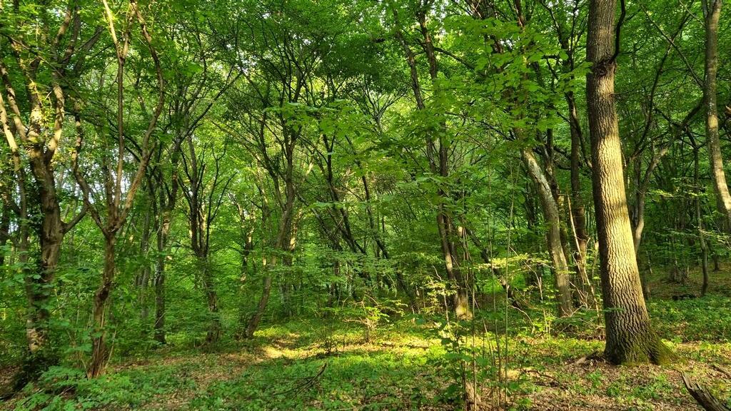 היער המקולל בקלוז'-נאפוקה