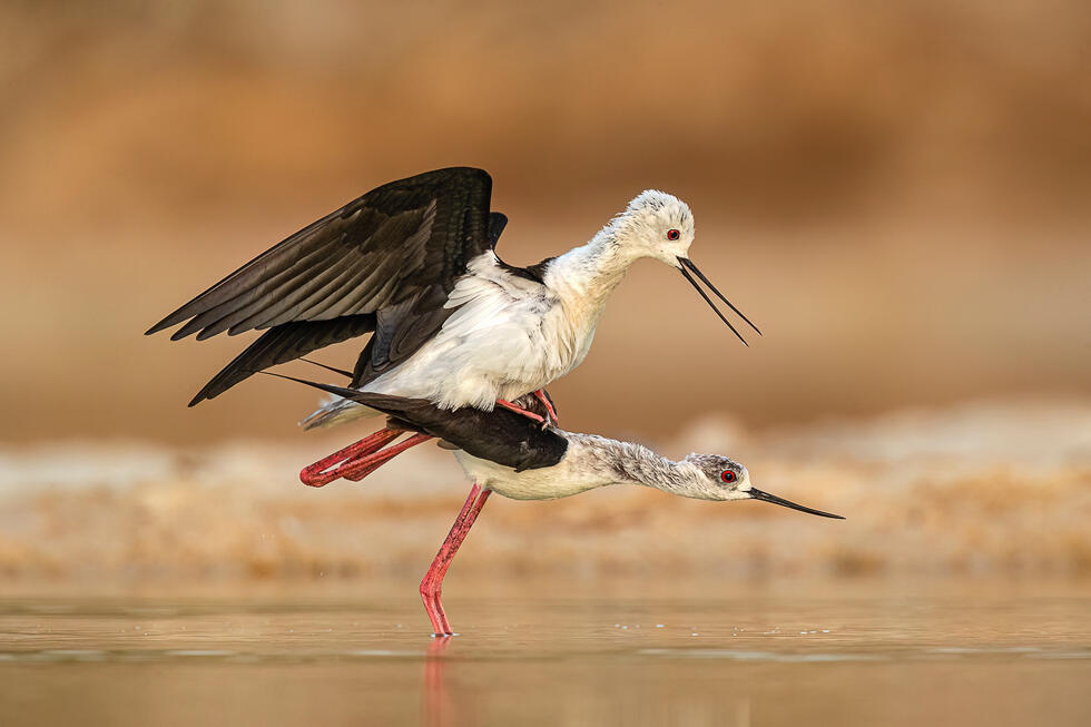 תמירונים בהזדווגות (צילום: נועם פרישוף) תמירונים בהזדווגות