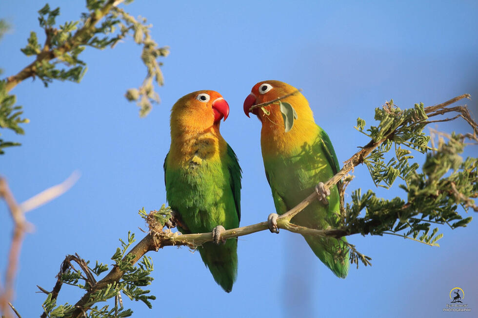 ציפורי אהבה בטנזניה (צילום: איל דמרי) ציפורי אהבה בטנזניה