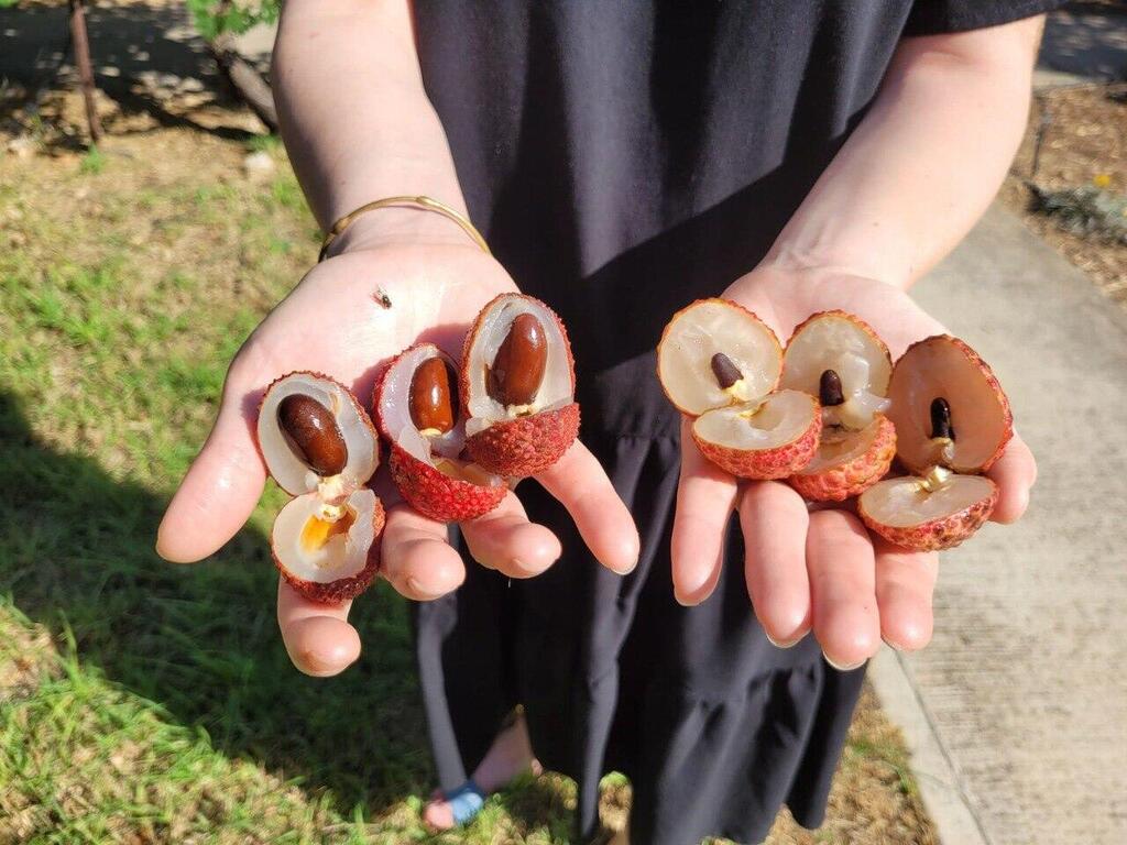 שני מיני הליצ'י. מצאו את ההבדלים (צילום: מו"פ צפון) שני מיני הליצ'י. מצאו את ההבדלים