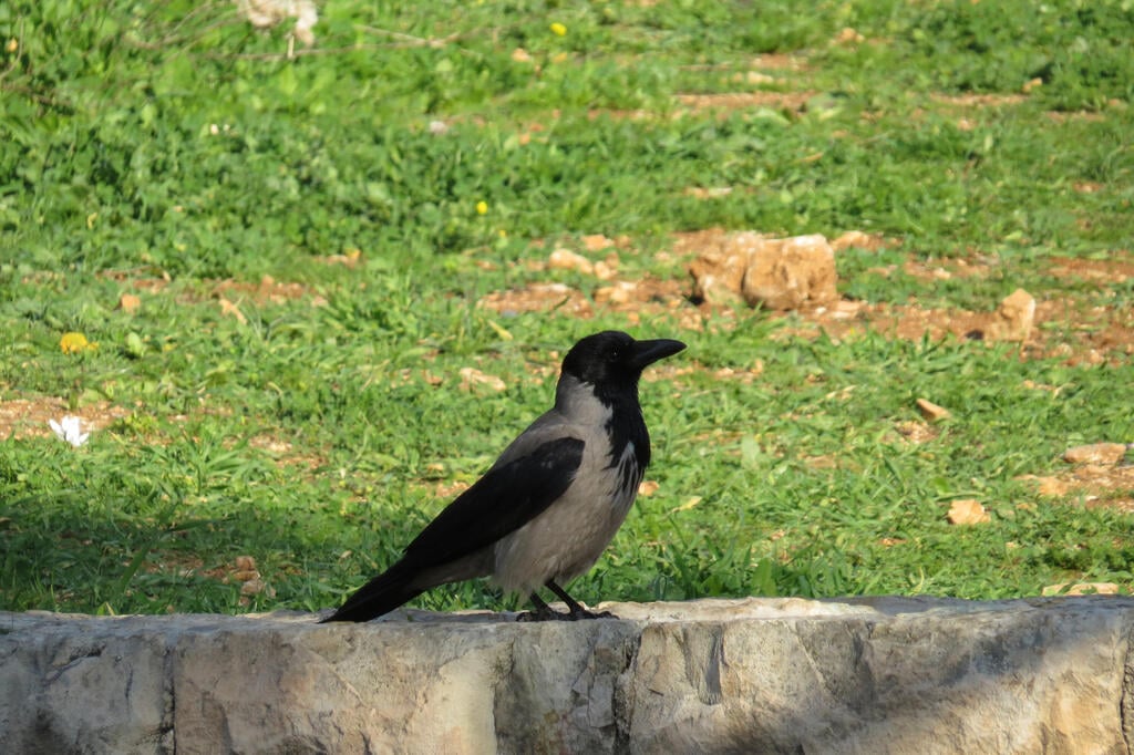 עורב אפור (צילום: רעות אלון) עורב אפור