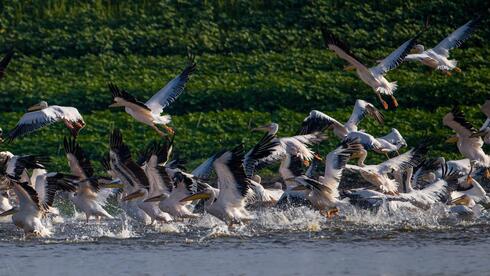 Flock (birds) - Wikipedia