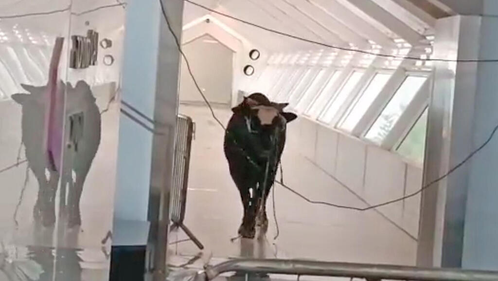 A bull walking into Lod bank (Photo: Twitter) צפו: שור נכנס למתחם בנק בלוד