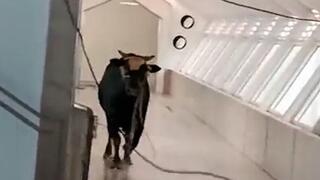 צפו: שור נכנס למתחם בנק בלוד 