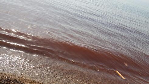 Вода Кинерета окрасилась в оранжевый цвет: отдыхающие убежали с пляжа ...