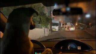 הכלב נוהג ברכב