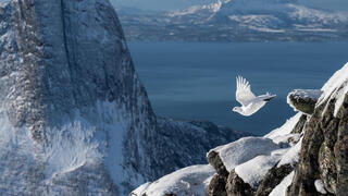 ROCK PTARMIGAN FLIGHT